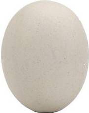 Fauna Stenen Kippen Ei Broeden per stuk